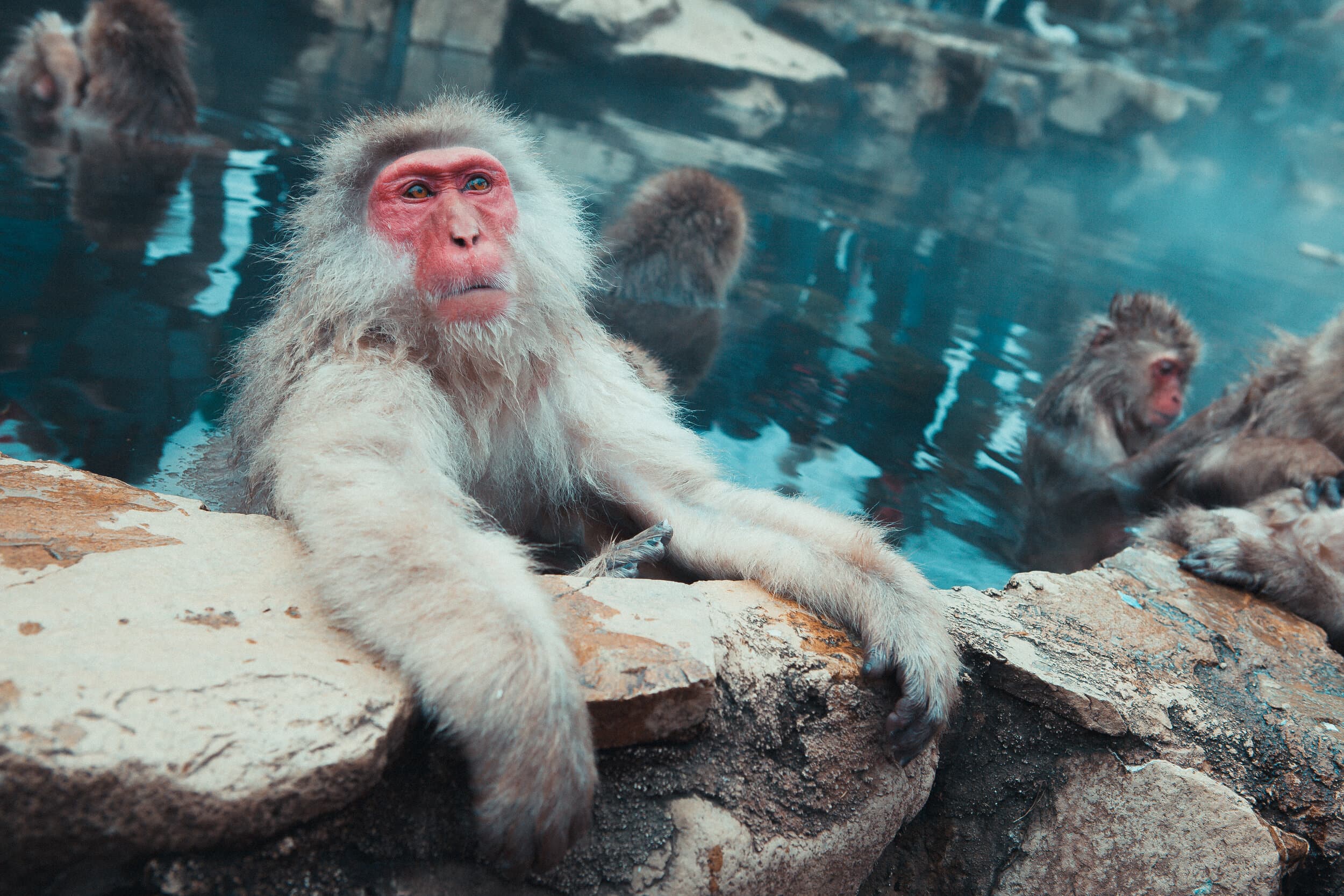 Japanese snow monkeys relaxing in a steaming blue hot spring, one resting its arms on the rocks