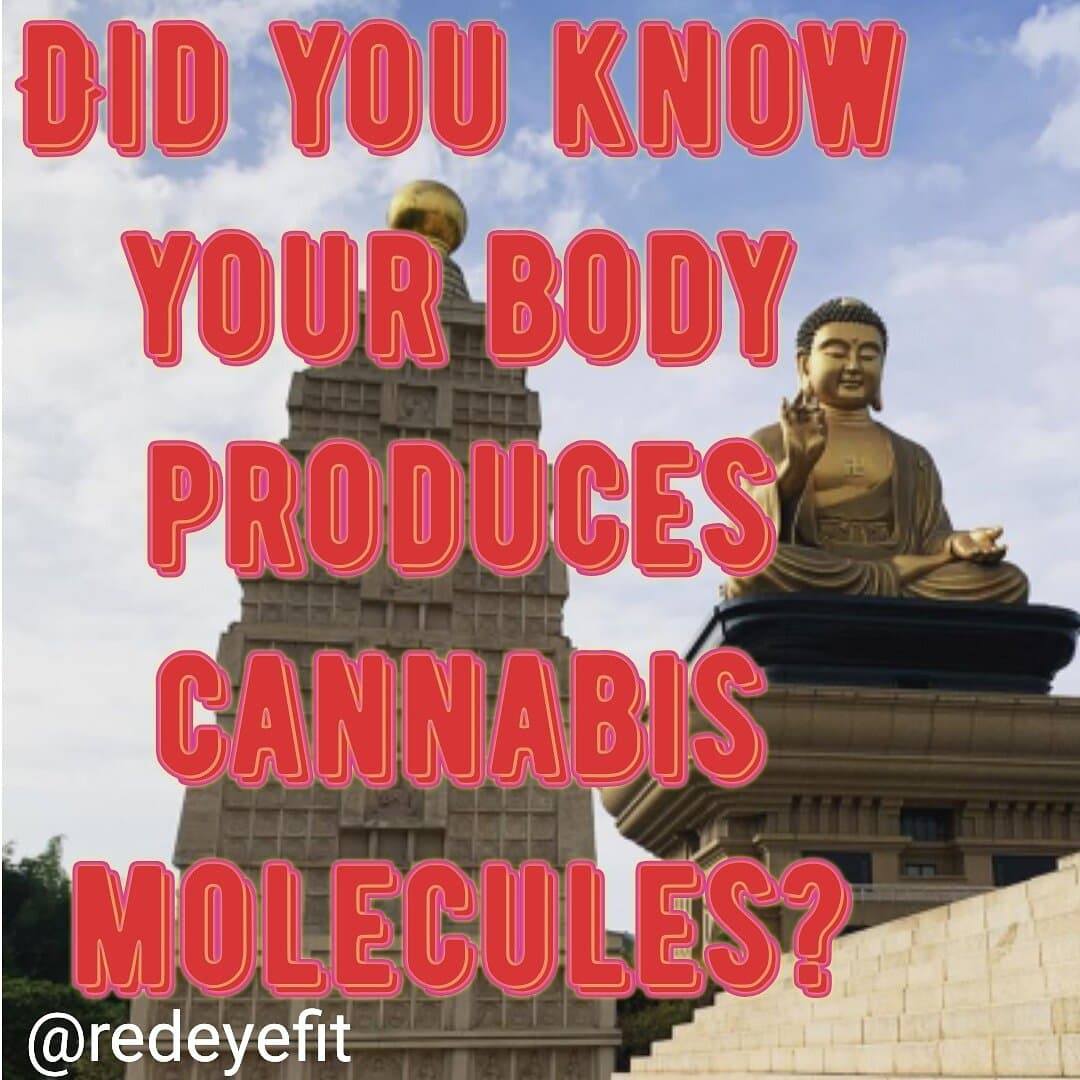 @redeyefit graphic: DID YOU KNOW YOUR BODY PRODUCES CANNABIS MOLECULES? in red letters over a giant golden Buddha statue and pagoda